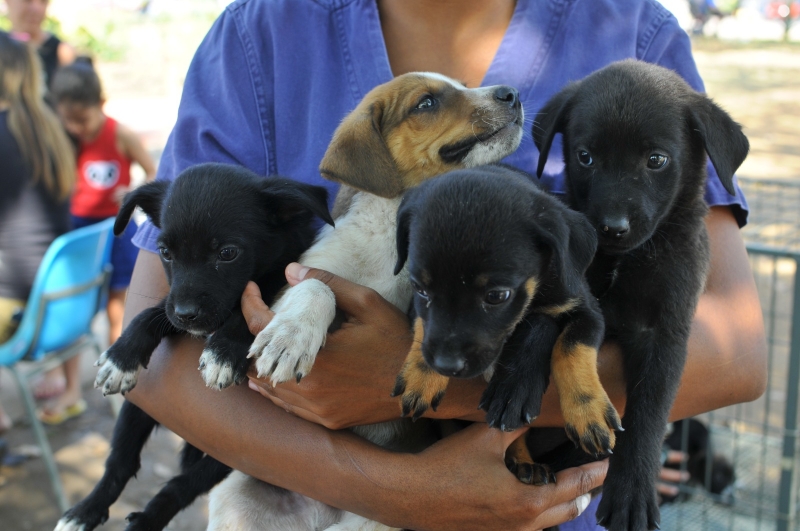 Prefeitura de Betim promove Dia de Adoção de Cães e Gatos neste sábado (11)