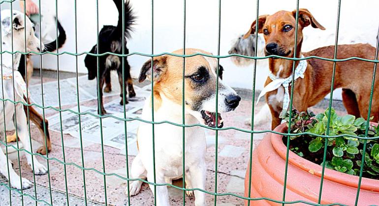 Prefeitura abre nesta terça-feira (30) agenda de junho para castração gratuita de cães e gatos