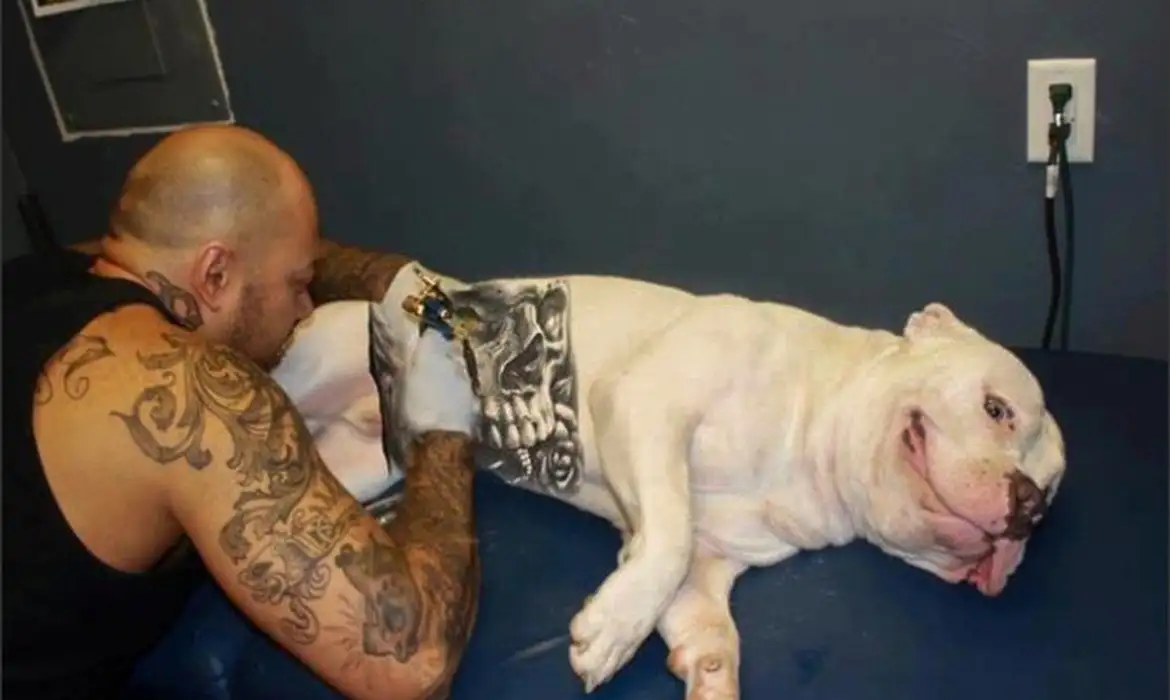 Governo sanciona lei que proíbe tatuagens e piercings em cães e gatos