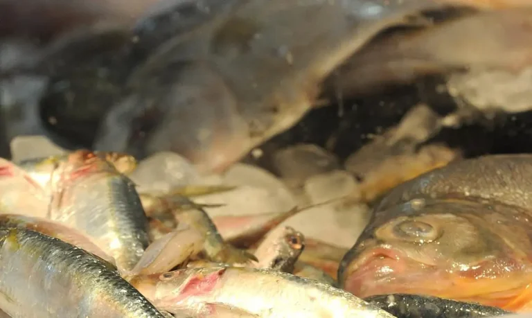 Conheça os benefícios dos peixes para a saúde
