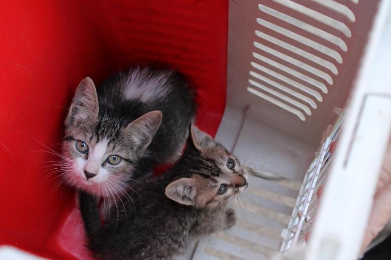 PBH atualiza cadastramento de protetores de animais domésticos