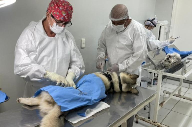 PBH abre cadastro para mutirão de castração de cães e gatos em três regionais