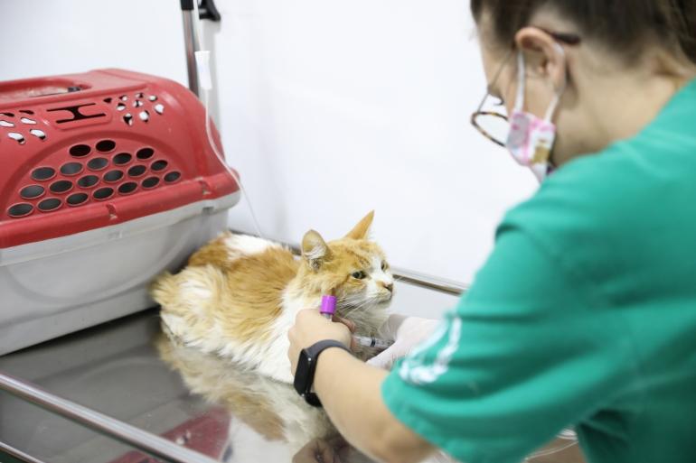 Nova unidade veterinária gratuita começa a funcionar nesta quinta-feira (3) em BH